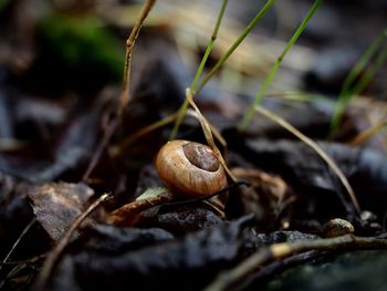 Close-up of snail on leaf