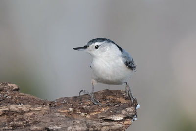 Close-up of bird perching on rock