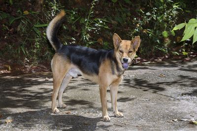 Portrait of a dog standing on field