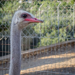 Close-up of bird against blurred background