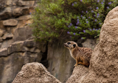 Squirrel on rock