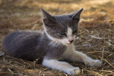 Cat sitting on a field