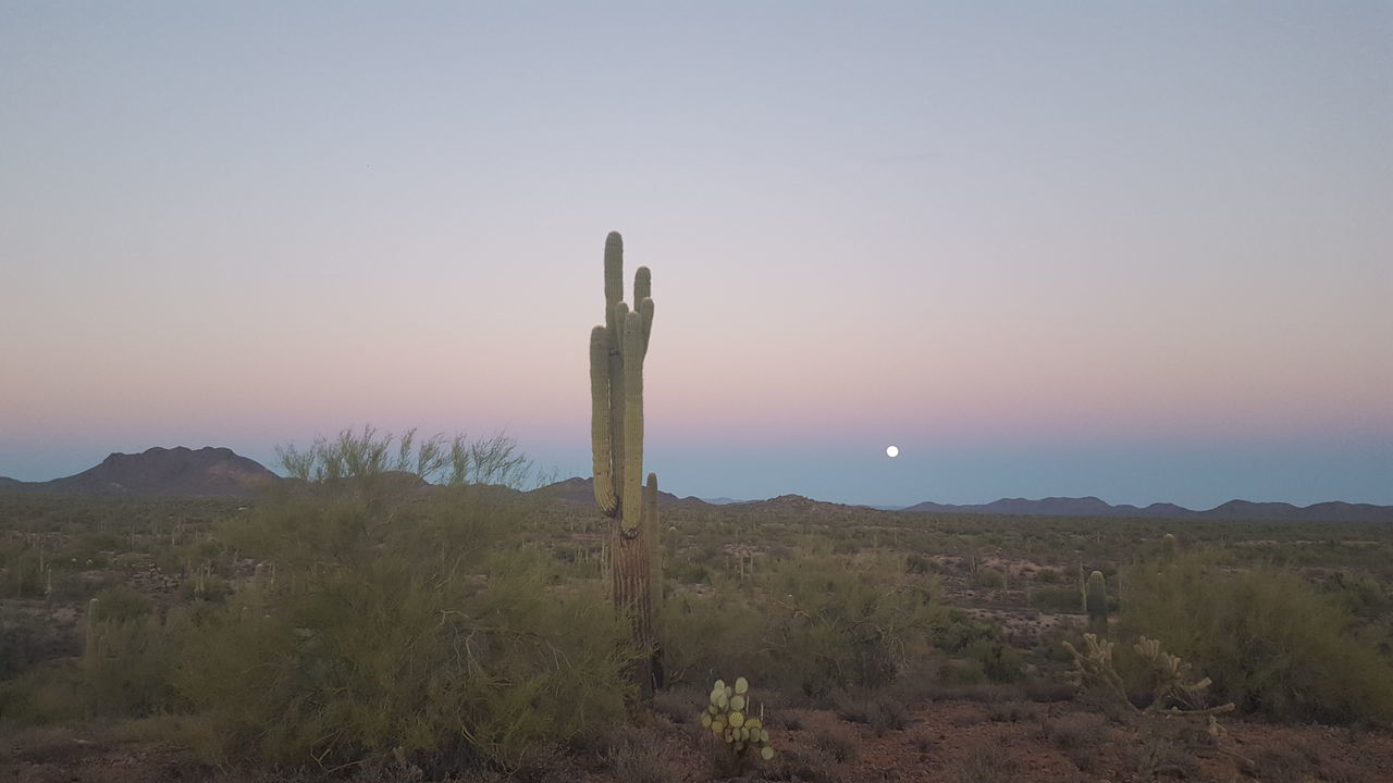 growth, no people, nature, plant, outdoors, tranquil scene, cactus, sky, tree, day