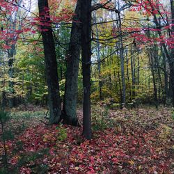 Trees and plants in park