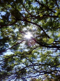 Low angle view of trees against sky