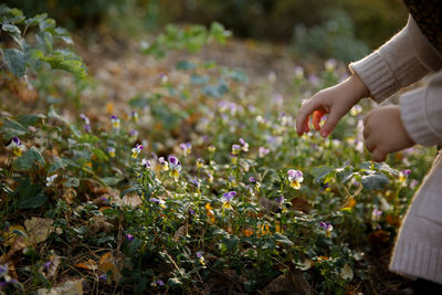 Cropped image of woman reaching to flower in field