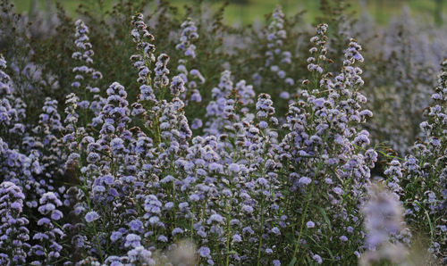 Close-up of purple flowering plants on field