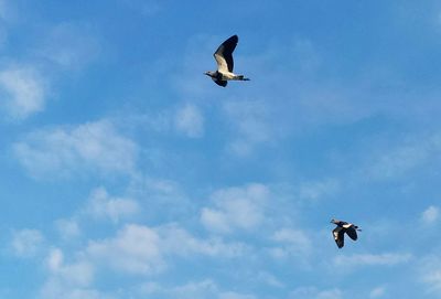 Low angle view of bird flying against blue sky