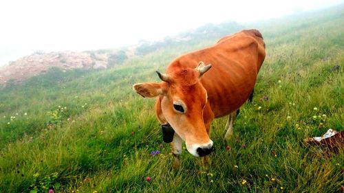 View of a cow on landscape