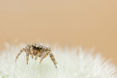 Close-up of spider on flower against beige background