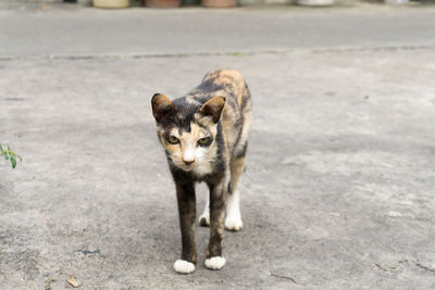 Portrait of tabby cat on street in city