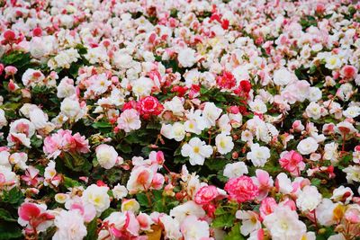 Full frame shot of pink flowers