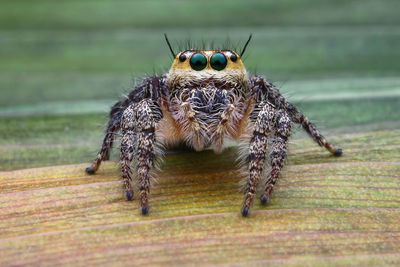 Close-up of spider