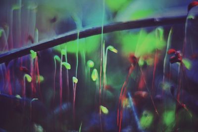Full frame shot of plants in garden