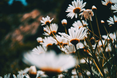 Close-up of white daisy flowers