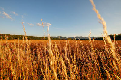 Crops growing on field against sky