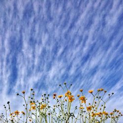 Low angle view of flowers against cloudy sky