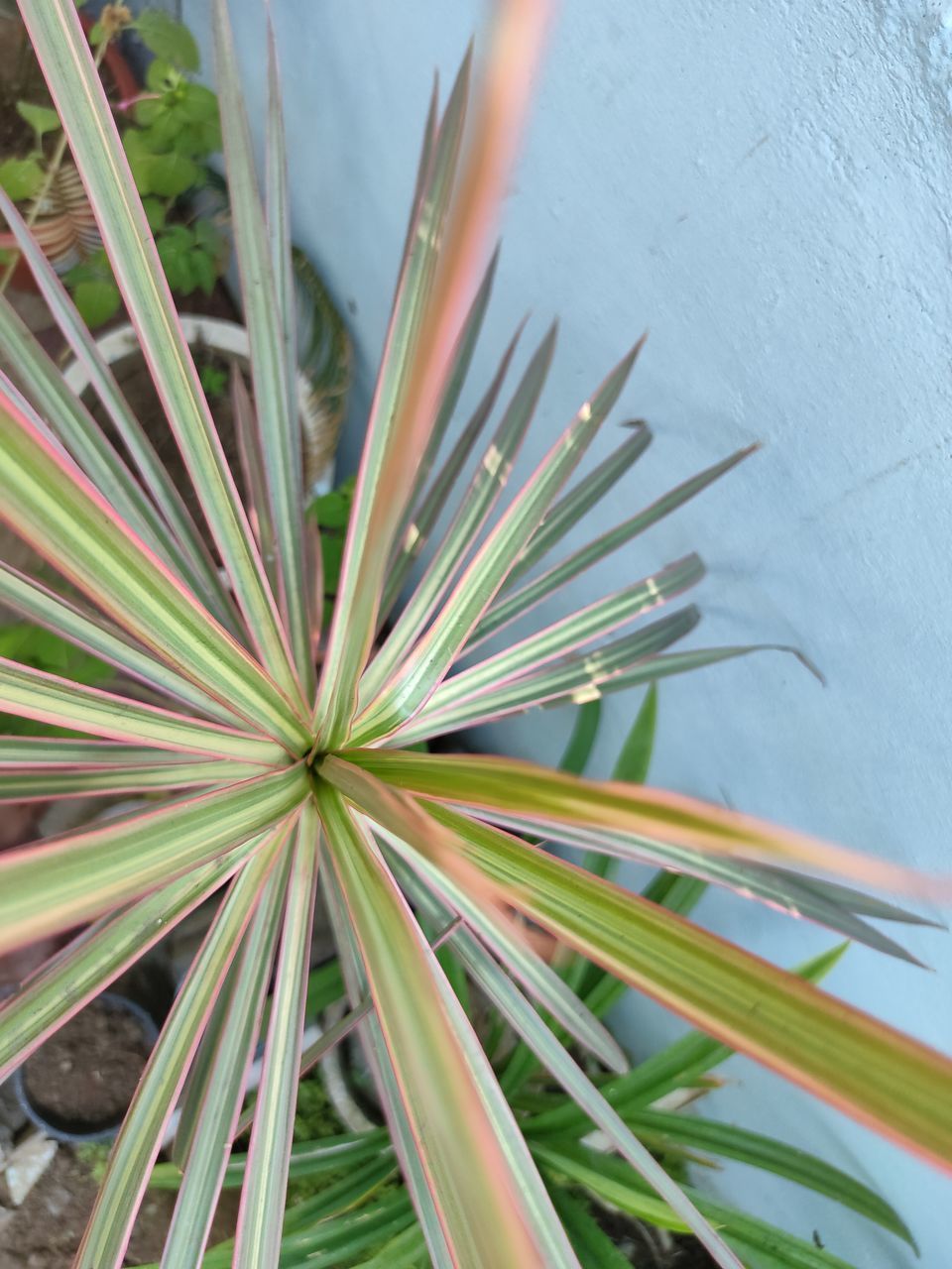 HIGH ANGLE VIEW OF SUCCULENT PLANT OUTDOORS