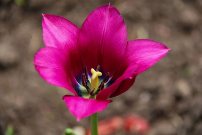 Close-up of pink crocus flower