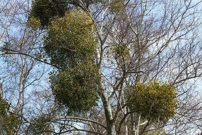 Low angle view of trees against sky