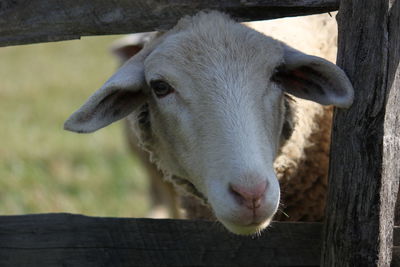 Close-up portrait of sheep standing by wood