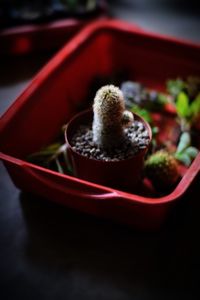 High angle view of fruits in pot