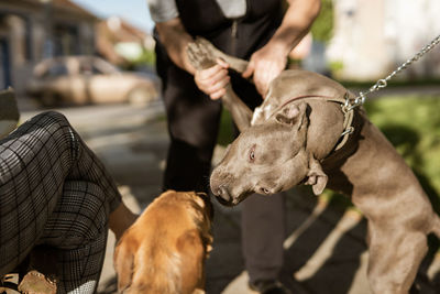 Midsection of man holding dog