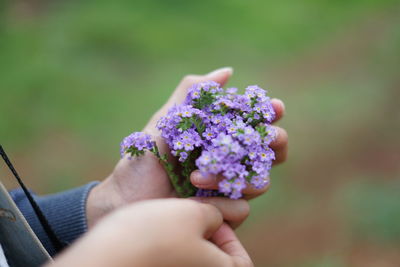 Midsection of woman holding purple flowers