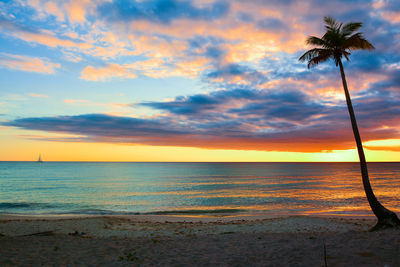 Palm trees on beach at sunset