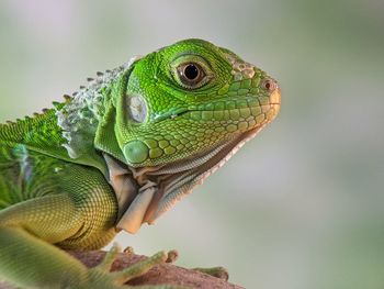 animal themes