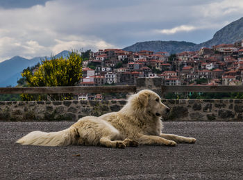 View of cat lying down on land