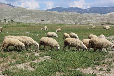 Sheep grazing on field against mountains