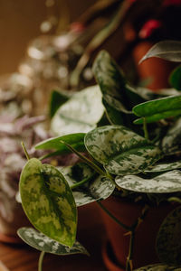 Plants collection in small millenials' rental flat, epipremnum aureum, scindapsus trebie, argyraeus