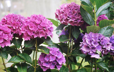 Close-up of pink flowering plants