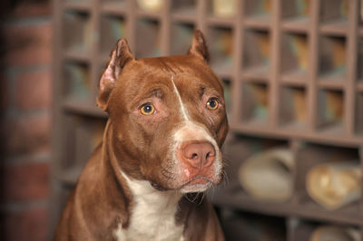 Close-up portrait of a dog looking away