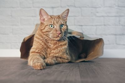 Portrait of cat sitting on floor