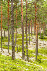 Pine trees in forest