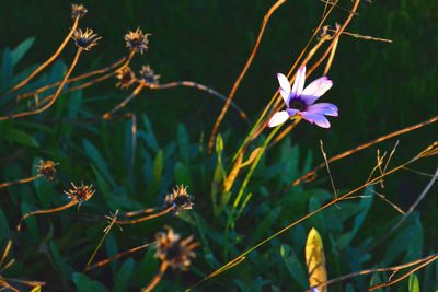 Close-up of honey bee on flower