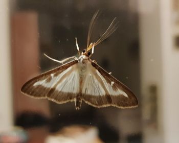 Close-up of butterfly on window