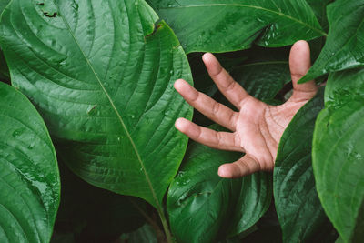 Close-up of hand amidst leaves