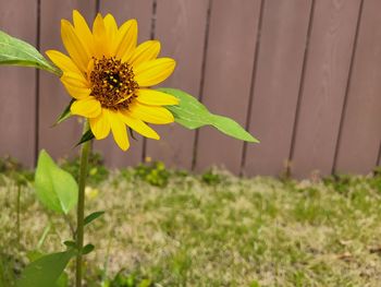 Flower Head