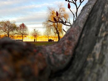 Bare trees on landscape