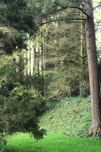 Trees in forest