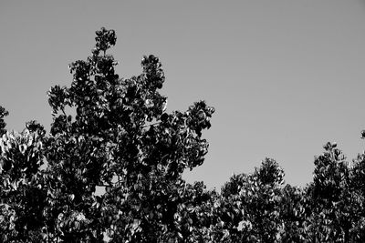 Low angle view of flowering plants against clear sky