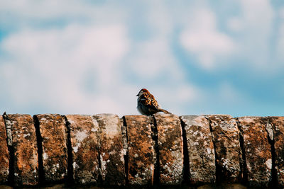 Close-up of bird perching on wood against wall