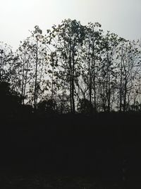 Low angle view of silhouette trees against sky