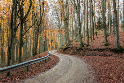 Road amidst trees in forest during autumn