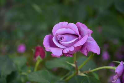 Close-up of pink rose