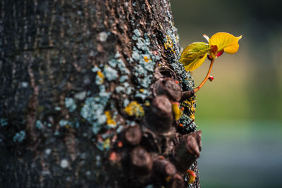 Close-up of yellow flowering plant on tree trunk