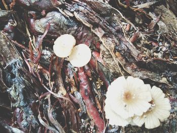 Full frame shot of white flowering plants